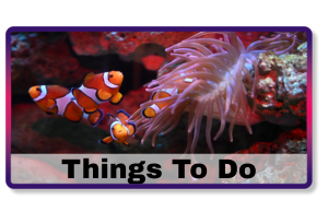 Things To Do