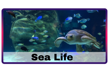 Sea Life