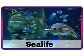 Sealife