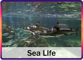 Sea LIfe