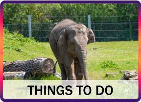 THINGS TO DO